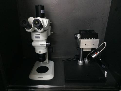 明美体视荧光显微镜应用于活体荧光观察