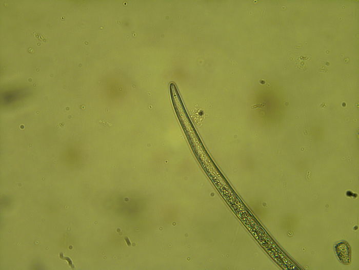 明美数字摄像头MS23应用于植物病虫害领域的研究--线虫