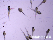 明美体视荧光显微镜应用于斑马鱼研究