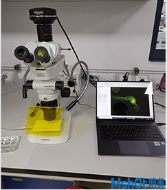 明美体视荧光显微镜助力湖南师范大学果蝇模式生物观察
