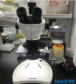 明美体视显微镜助力武汉大学生科院水稻等植物观察
