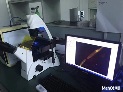 明美倒置荧光显微镜助力广东药科大学线虫观察
