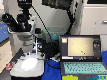 明美显微镜相机助力厦门大学环境与生物工程斑马鱼观察
