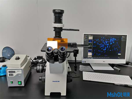 明美倒置荧光显微镜应用于活细胞观察
