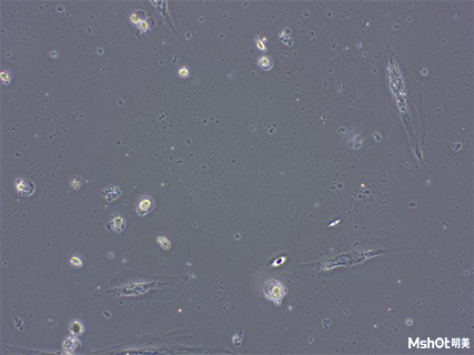 明美CCD显微镜相机应用于活细胞制药
