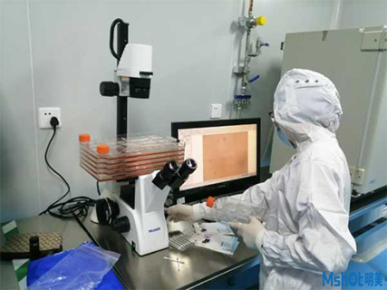 明美倒置显微镜用于细胞工厂培养及观察