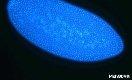 明美倒置荧光显微镜应用于细胞观察