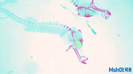 体视显微镜下的染色海马幼体