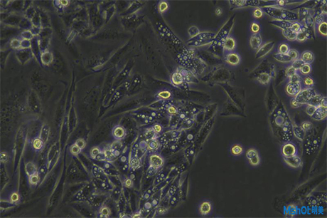 明美倒置显微镜助力生物制药观察活体细胞