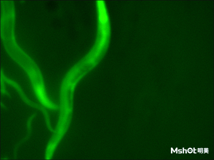 普通体视显微镜添加一套荧光模块即可升级观看荧光线虫