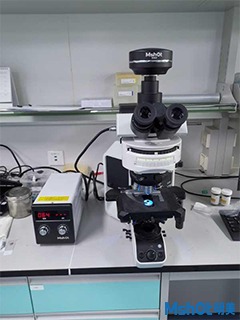 明美荧光显微镜应用于真菌检测