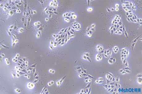 明美细胞工厂显微镜应用于细胞培养