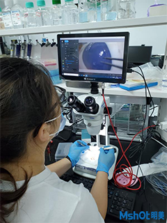明美体视显微镜助力南方科技大学猪眼解剖