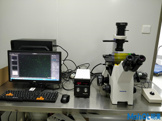 明美倒置荧光显微镜MF53-N用于人胚胎肾细胞观察
