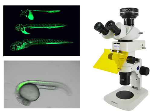MSHOT明美体视荧光显微镜应用于斑马鱼观察