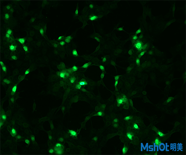 明美荧光显微镜助力深圳某生物制药公司荧光细胞观察