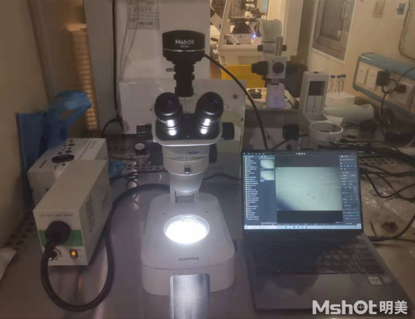 体视显微镜应用于胚胎观察