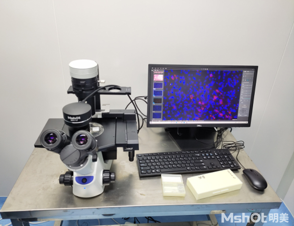 倒置荧光显微镜的下骨髓细胞