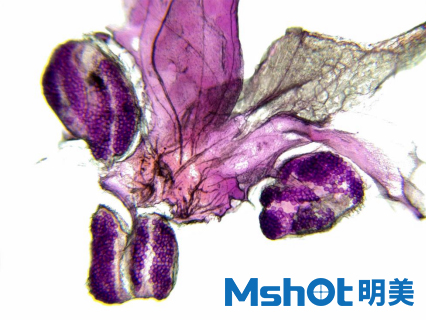 生物显微镜下的花萼