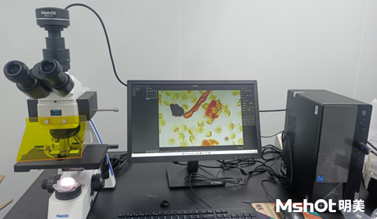 荧光生物显微镜MF31-M应用于体外诊断