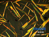 偏光顯微鏡 晶體