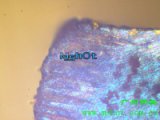 金相显微镜 金属氮化层