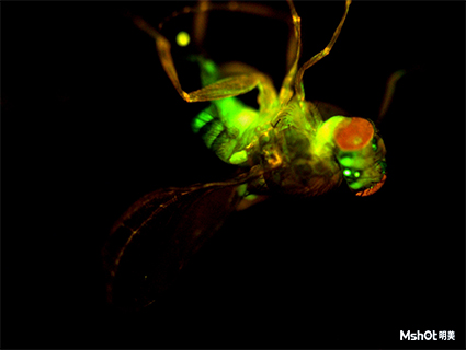 荧光图像-果蝇