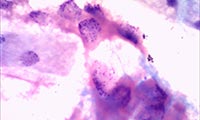 植物细胞染色质显微图片