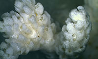 珊瑚拍摄图显微图片