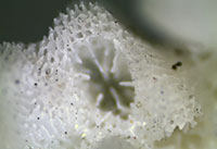 珊瑚拍摄图显微图片
