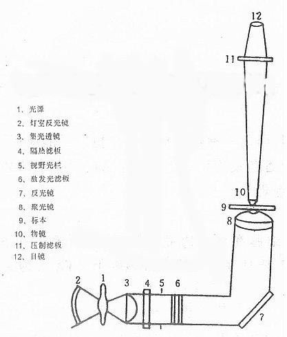 显微镜油浸物镜的使用原理是什么_显微镜的目镜和物镜(3)