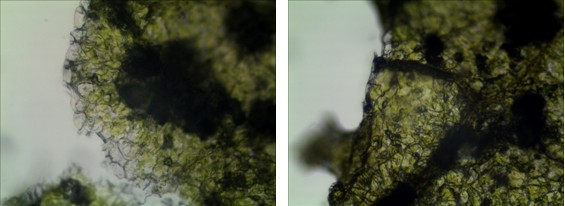 Mshot荧光显微镜|显微镜摄像头|显微镜接口实拍效果