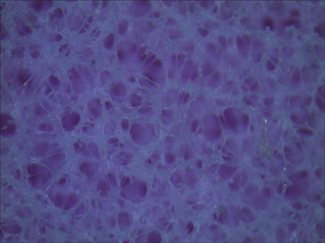 海棉显微图片
