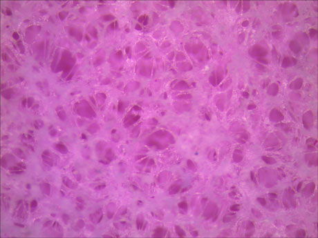 显微镜下的海棉显微图片