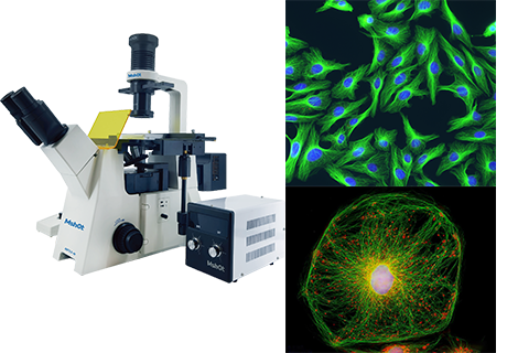 光学显微镜之荧光观察