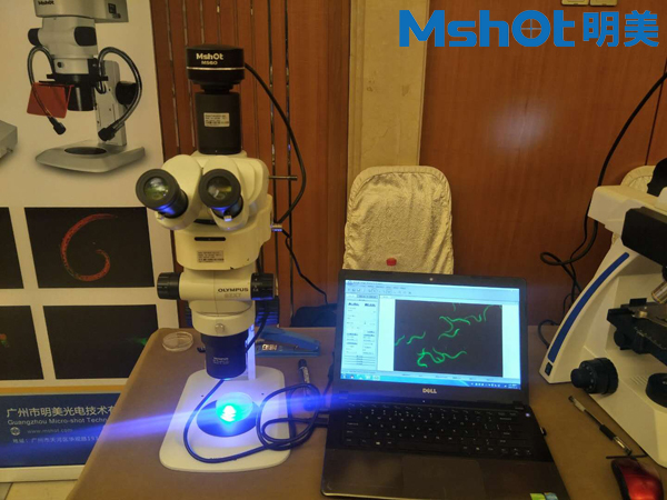 体式荧光显微镜MZX81