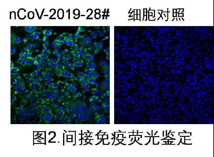 细胞对照