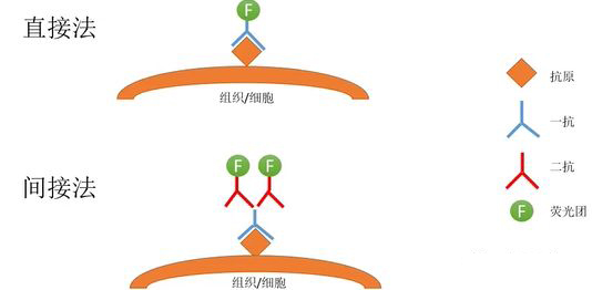 间接免疫荧光
