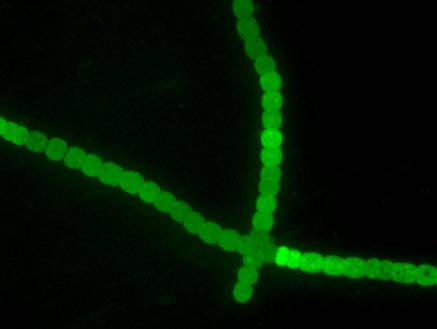 荧光显微镜下的念珠藻