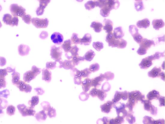 科研级显微镜相机MSX2应用于血液白细胞的观察