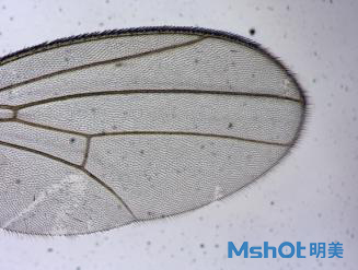 明美1600万高像素显微镜相机助力于果蝇研究