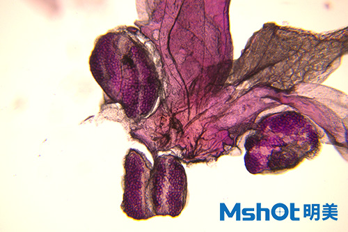 明美显微镜相机助力于花卉领域研究