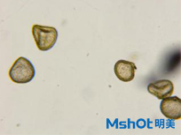 明美生物显微镜在药材检测领域的应用