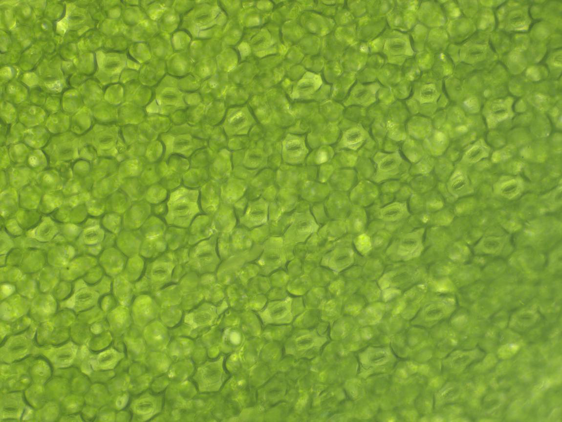 绿萝叶下表皮气孔形态