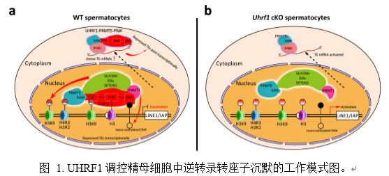 明美显微镜相机助力华中科技大学研究项目发表
