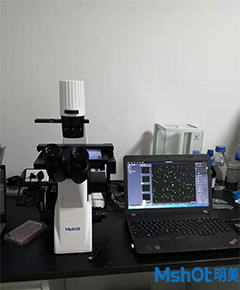 明美升级款倒置荧光显微镜助力北京某生物制药公司GFP荧光检测

