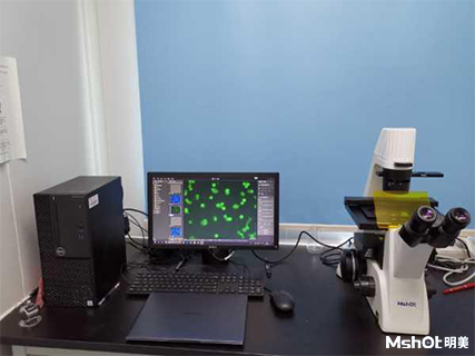 明美倒置荧光显微镜助力湖南师范大学医学院免疫细胞检测
