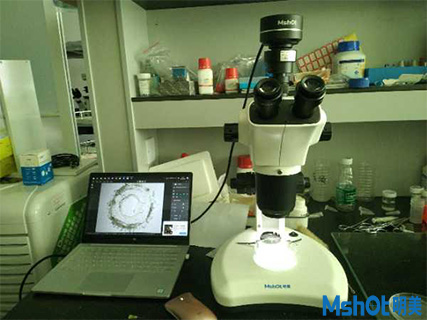 明美显微镜相机助力武汉某科技公司肠道切片观察
