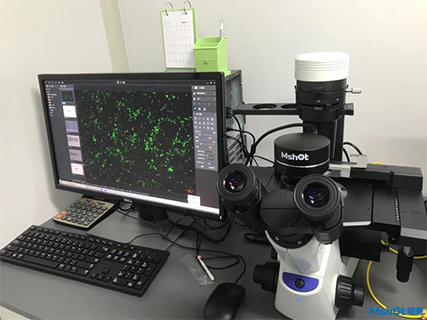 明美倒置LED荧光模块助力武大医学院病毒的分子诊断
