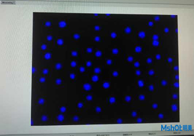 明美倒置荧光模块应用于中科院昆明动物研究所活细胞检测